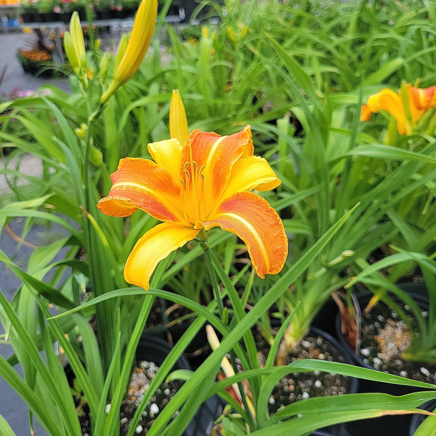 1 Gal Daylily (Hemerocallis)