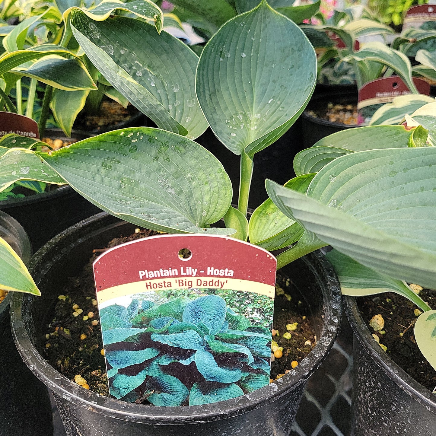 1 Gal Hosta 'Big Daddy'