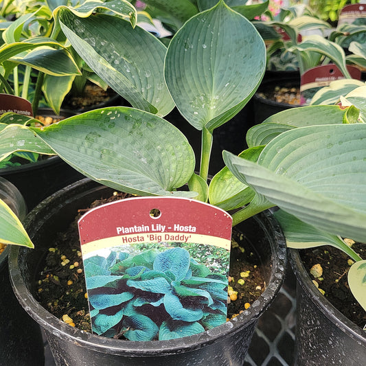1 Gal Hosta 'Big Daddy'