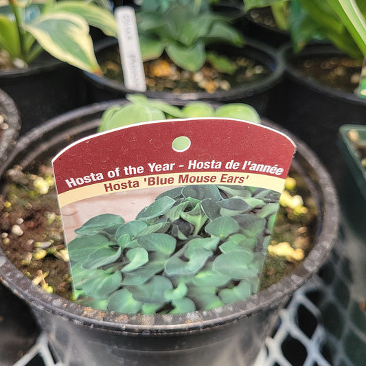 1 Gal Hosta 'Blue Mouse Ears'