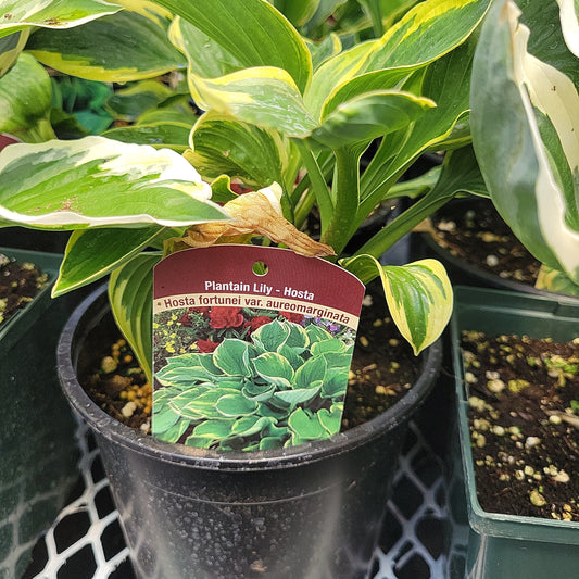 1 Gal Hosta 'Fortunei var. aureomarginata'
