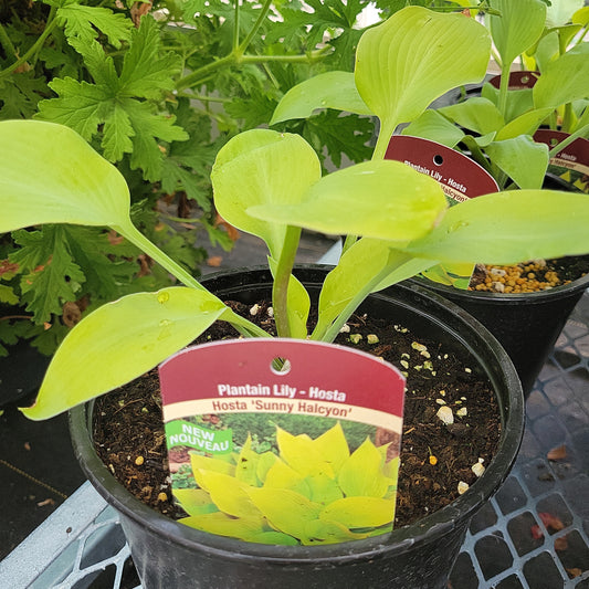 1 Gal Hosta 'Sunny Halcyon'