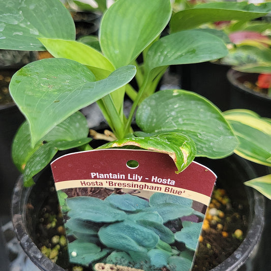 1 Gal Hosta 'Bressingham Blue'