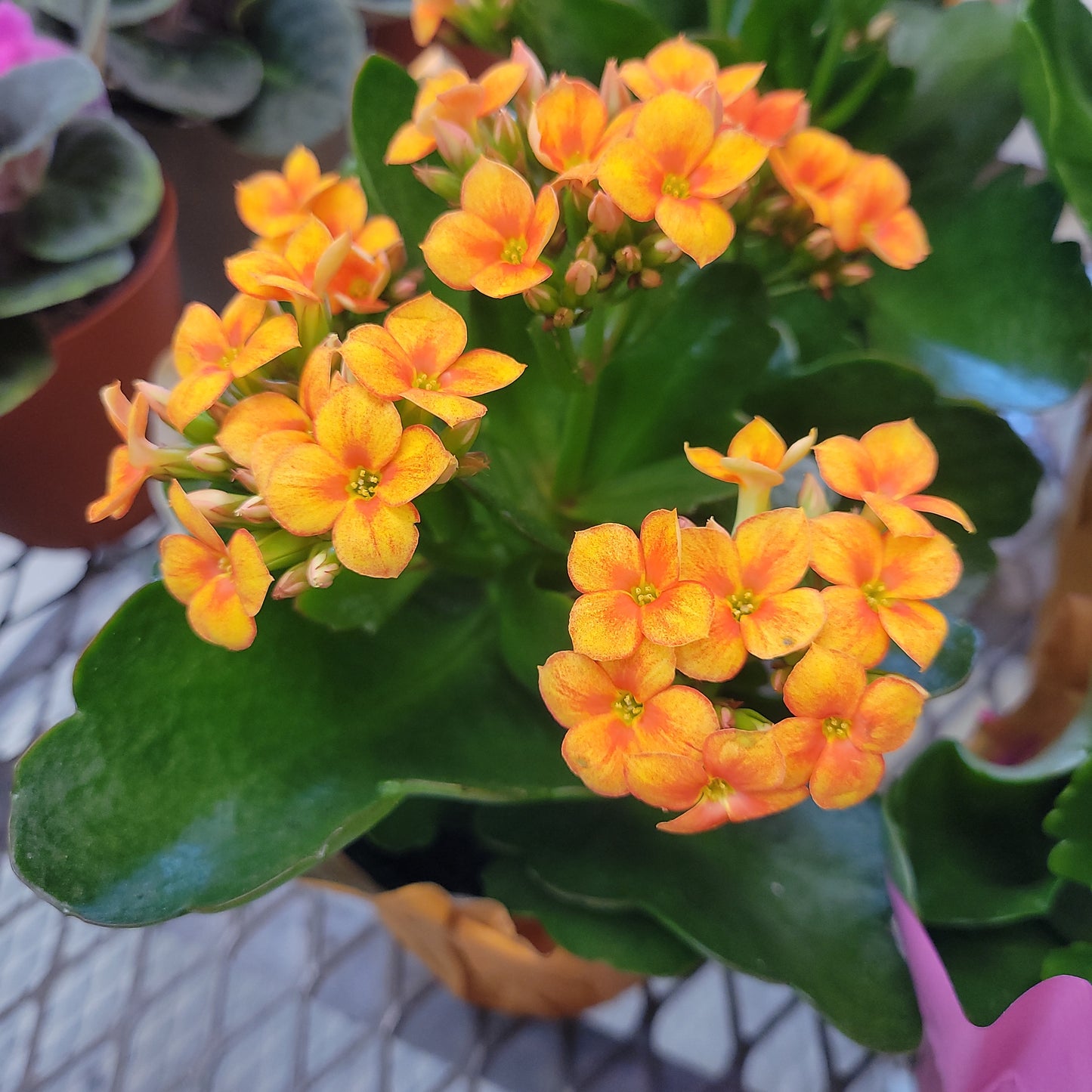 Kalanchoe