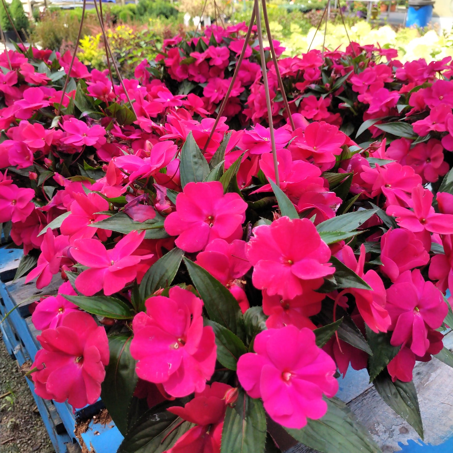 10" New Guinea Impatien Hanging Basket