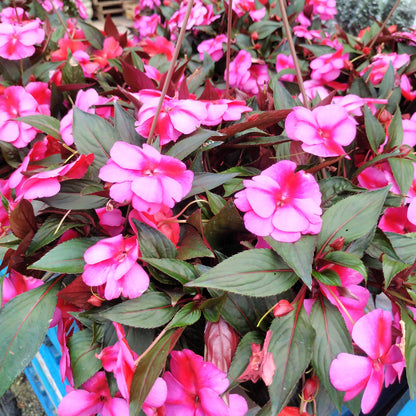 10" New Guinea Impatien Hanging Basket