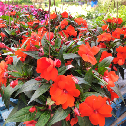 10" New Guinea Impatien Hanging Basket