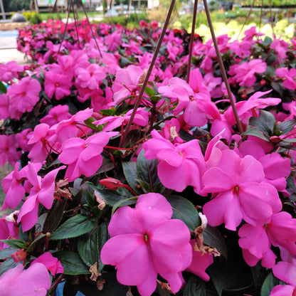 10" New Guinea Impatien Hanging Basket