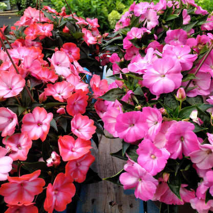10" New Guinea Impatien Hanging Basket