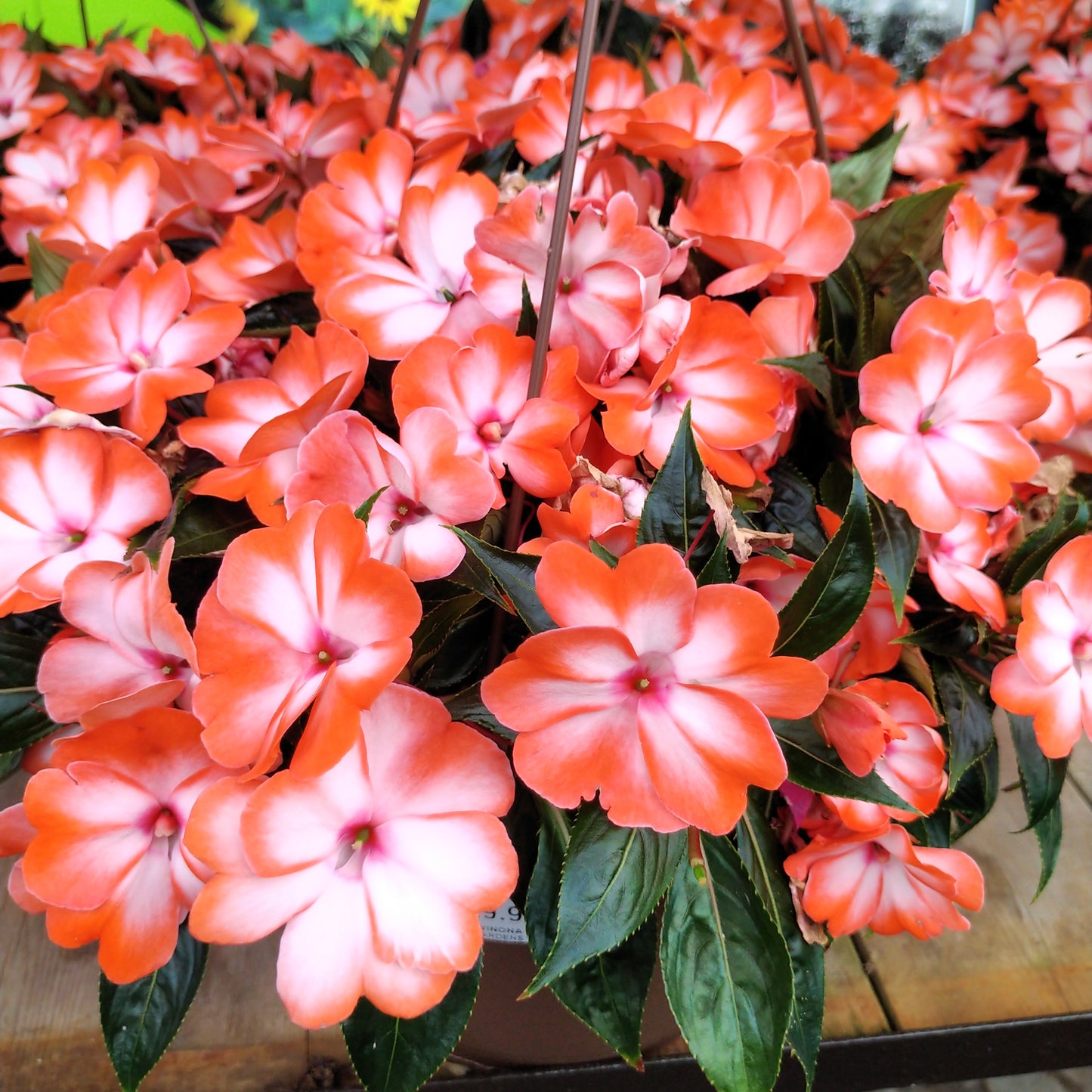 10" New Guinea Impatien Hanging Basket