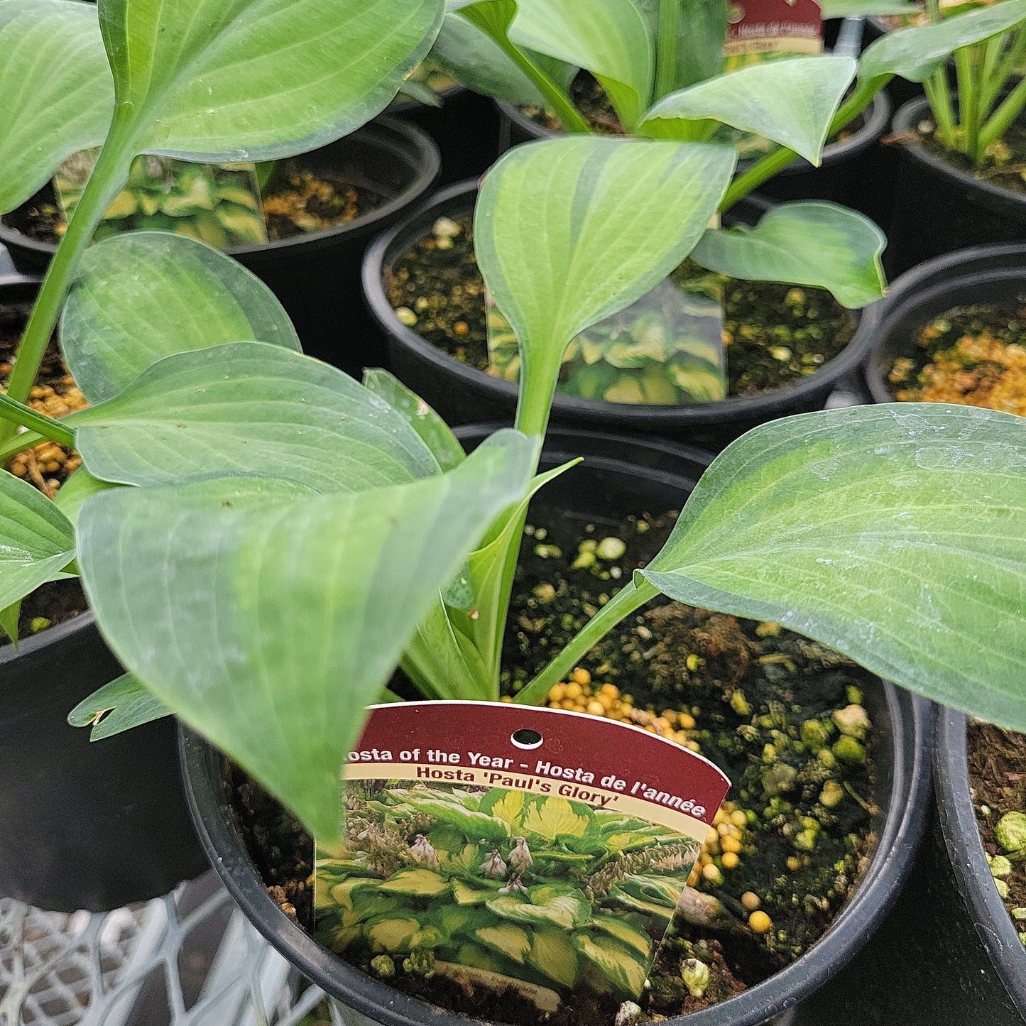 1 Gal Hosta 'Paul's Glory'