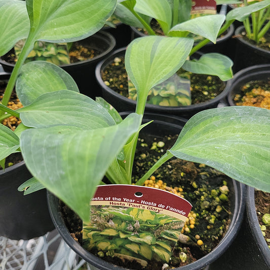 1 Gal Hosta 'Paul's Glory'