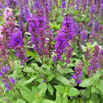 4" Perennial Sage 'Salvia'