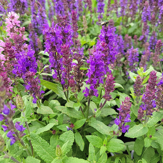4" Perennial Sage 'Salvia'
