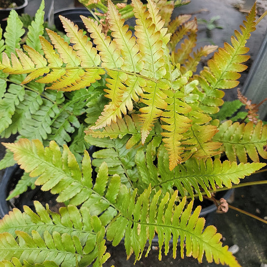 1 Gal Autumn Fern 'Brilliance'