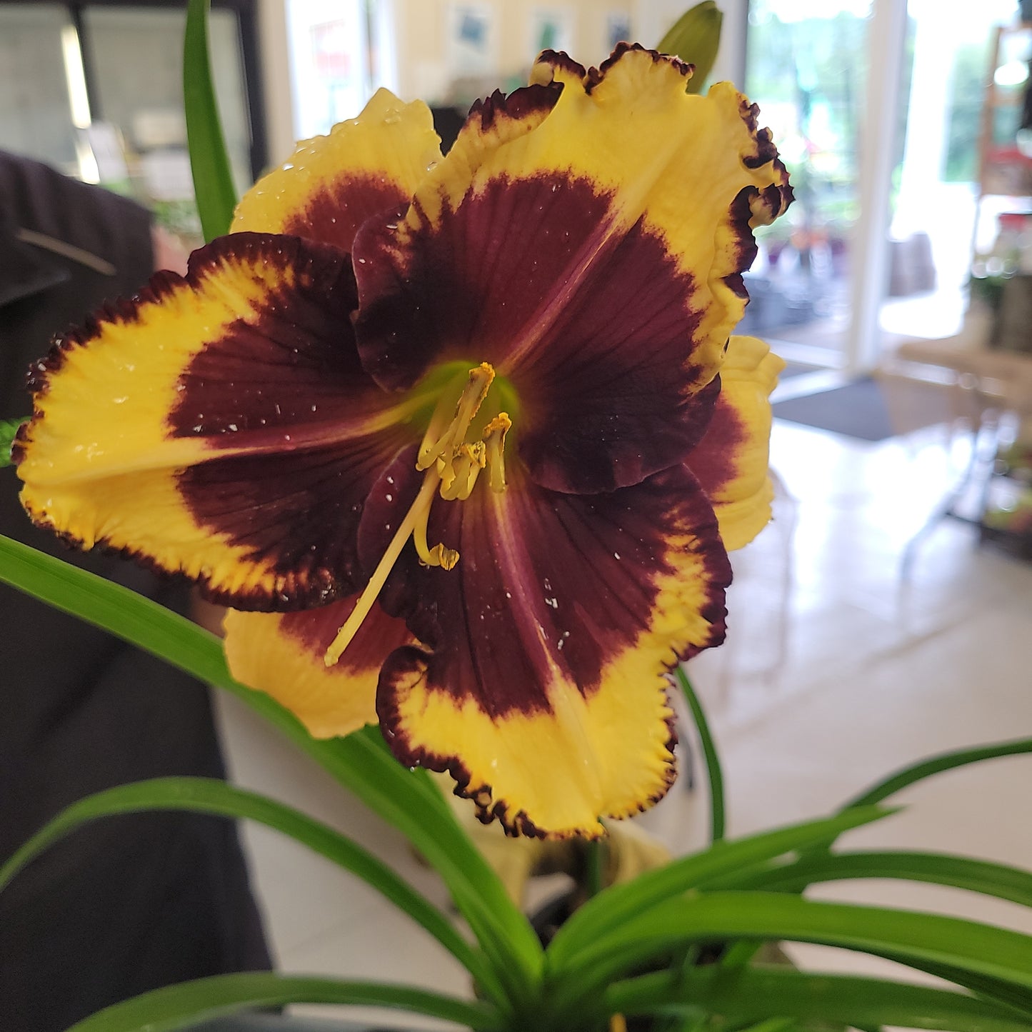 1 Gal Daylily (Hemerocallis)