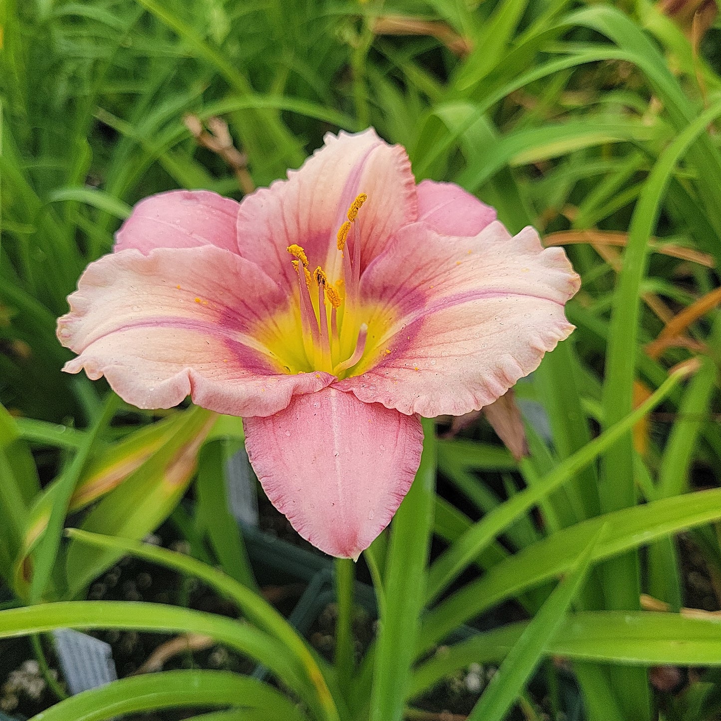 1 Gal Daylily (Hemerocallis)