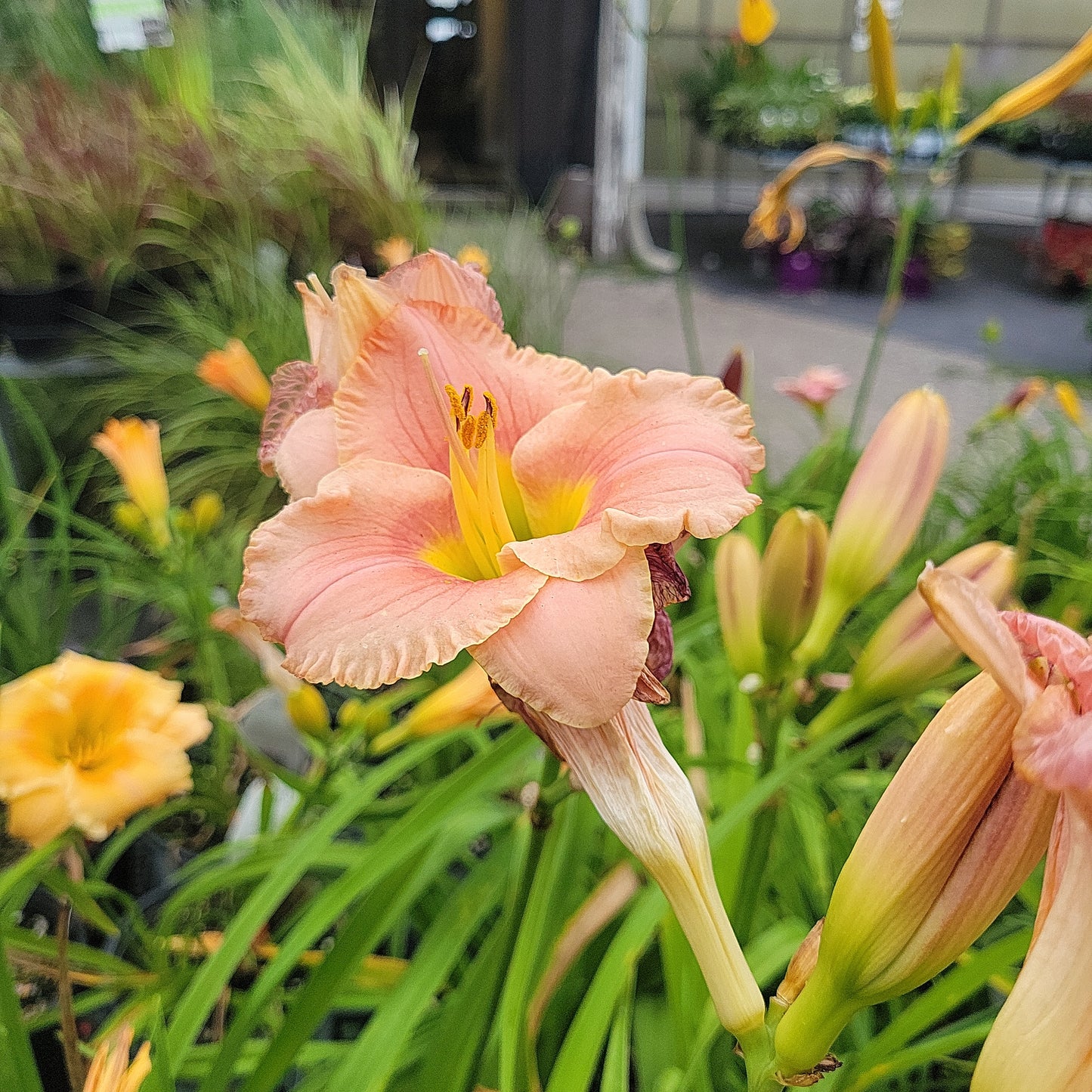 1 Gal Daylily (Hemerocallis)