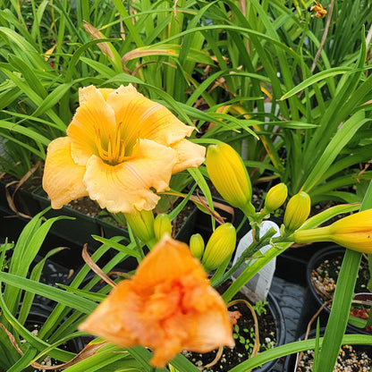 1 Gal Daylily (Hemerocallis)