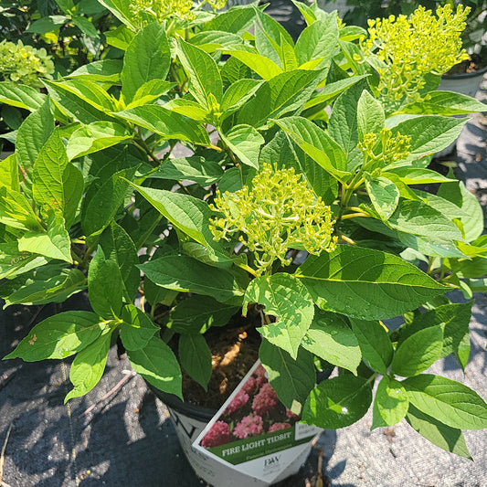 2 Gal Hydrangea 'Fire Light Tidbit'