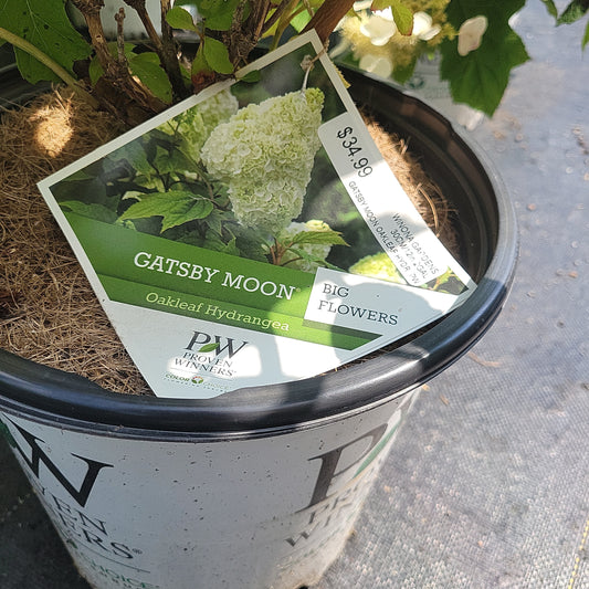 Gatsby Moon Oakleaf Hydrangea 2 Gal