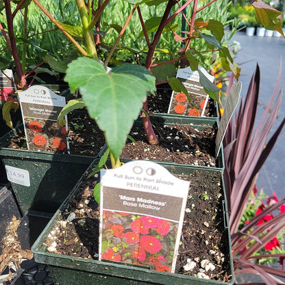 1 Gal Perennial Hibiscus