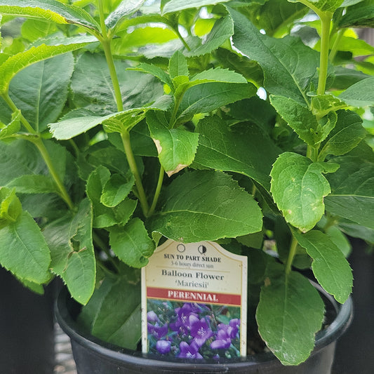 1 Gal Balloon Flower 'Mariesii'