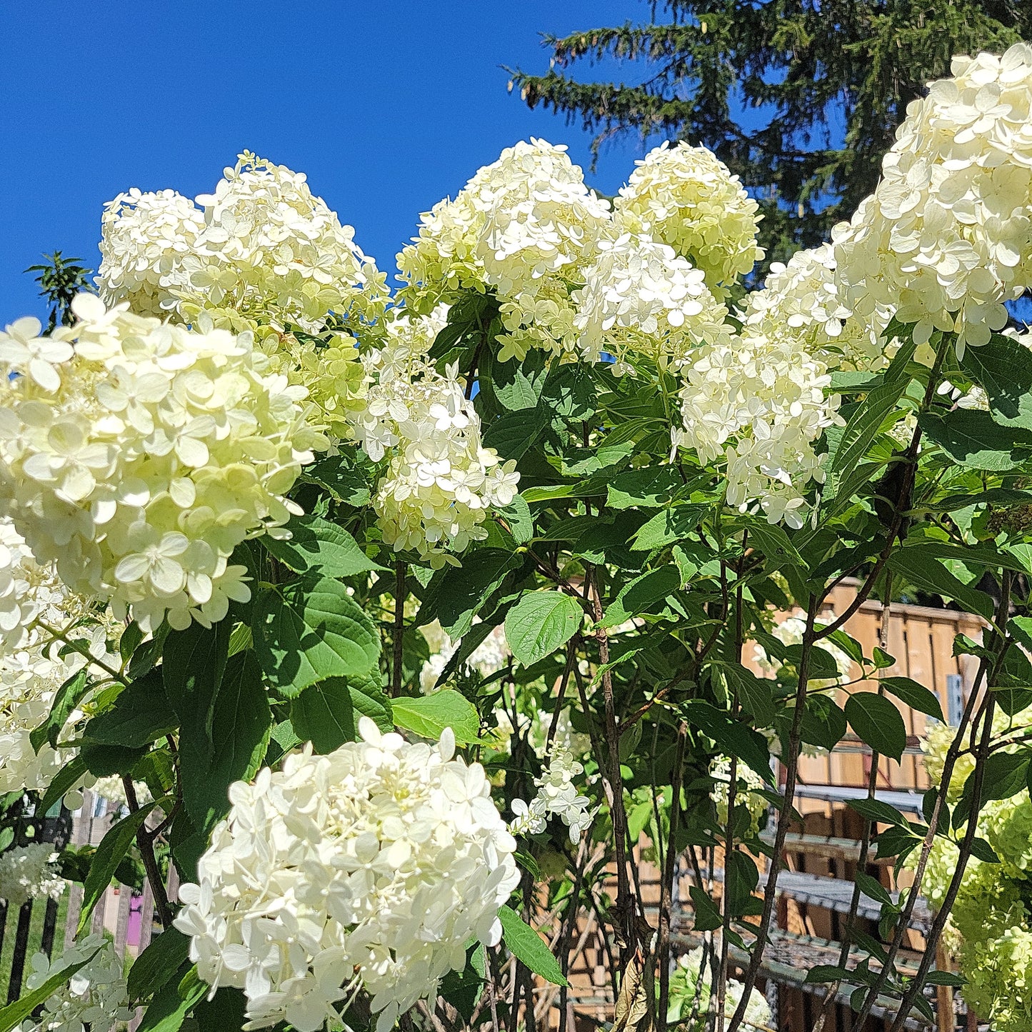 7 Gal Limelight Hydrangea Treeform Standard