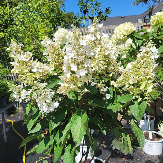 7 Gal Pinky Winky Hydrangea Standard