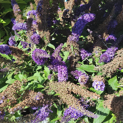 2 Gal Pugster Butterfly Bush