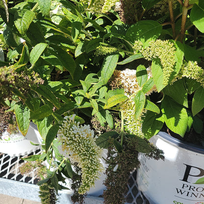 2 Gal Pugster Butterfly Bush