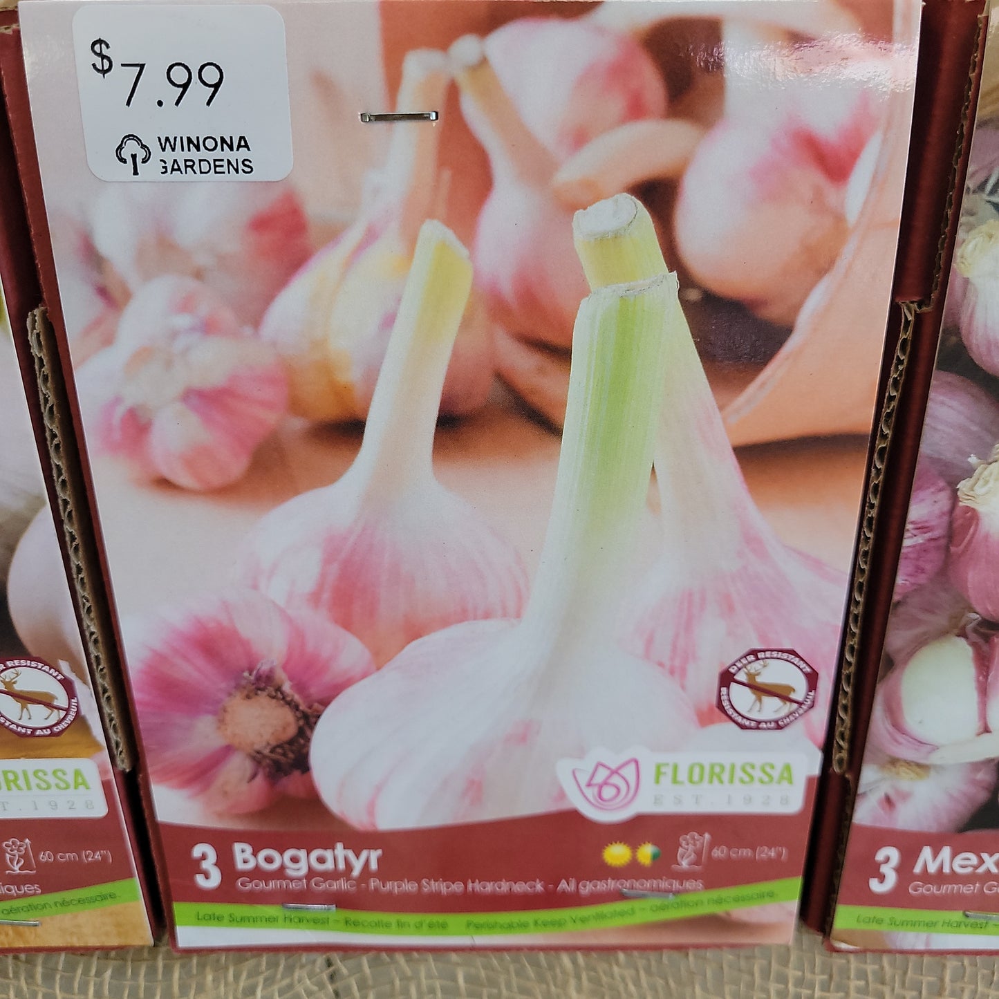 Garlic Bulbs