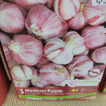 Garlic Bulbs