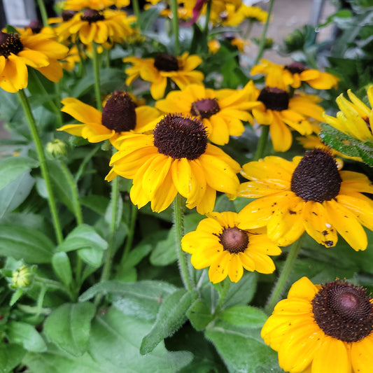 1 Gal Fall Rudbeckia (Black Eyed Susan)