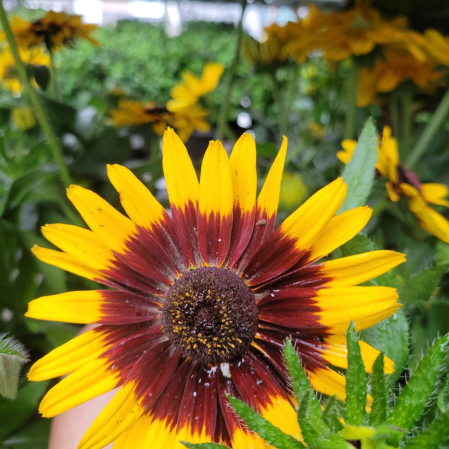 1 Gal Fall Rudbeckia (Black Eyed Susan)