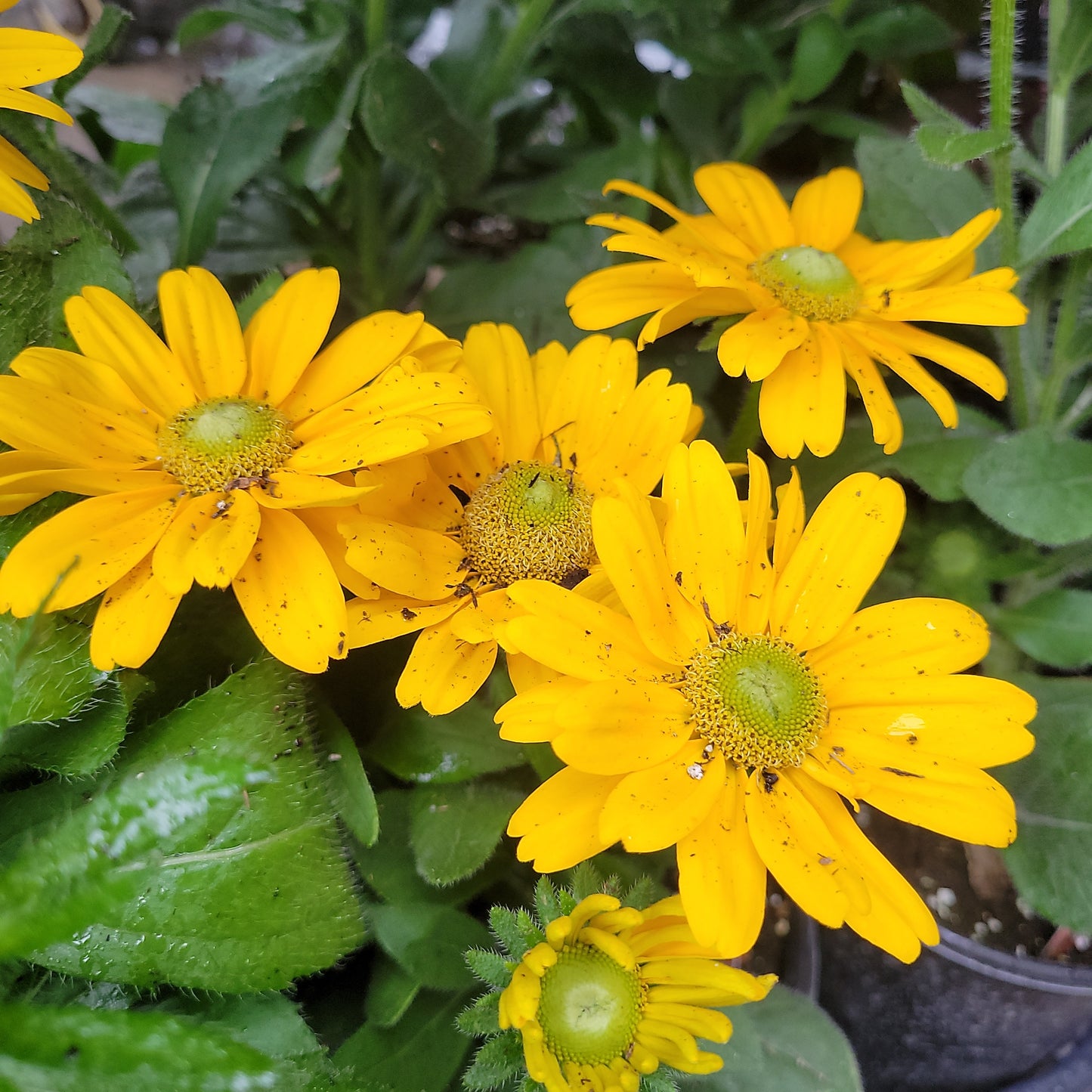 1 Gal Fall Rudbeckia (Black Eyed Susan)