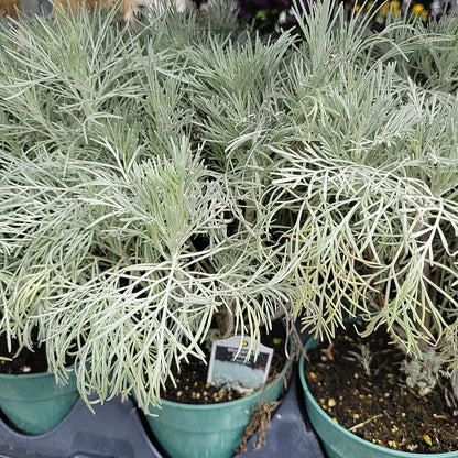 4" Artemisia