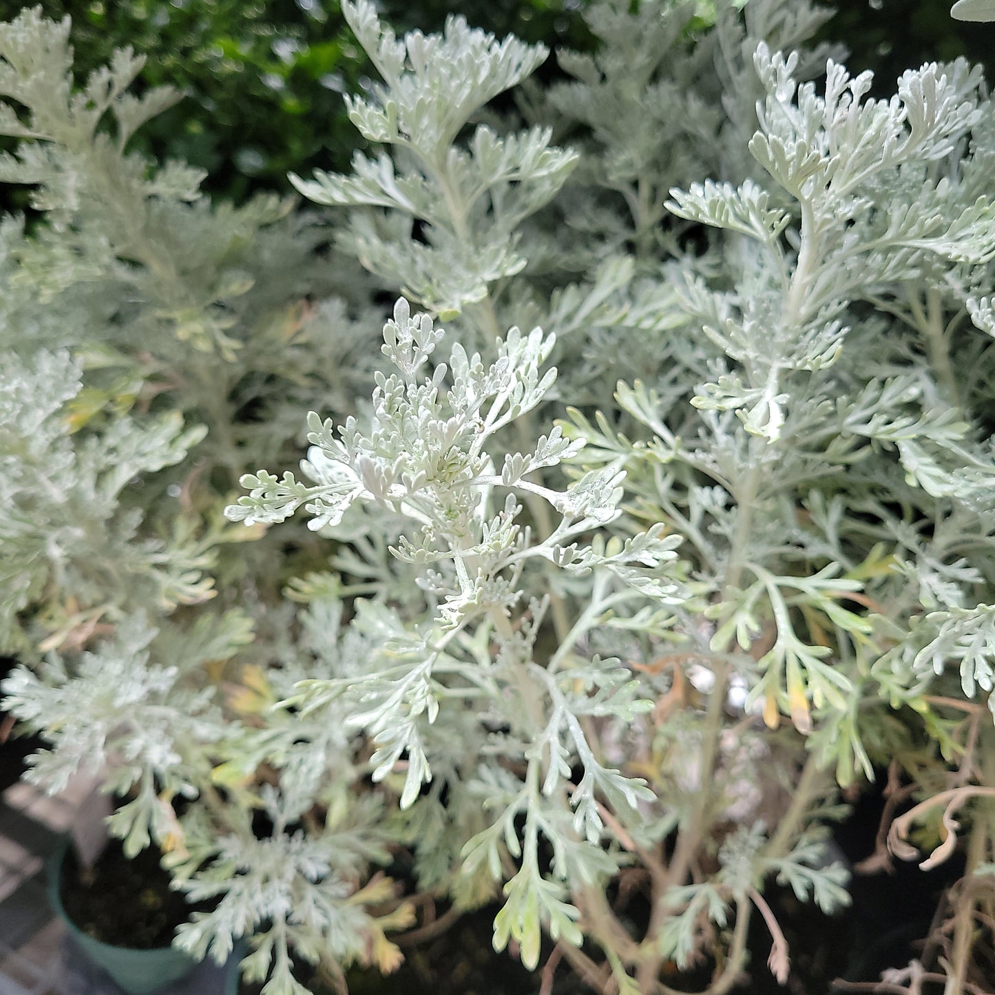 4" Artemisia