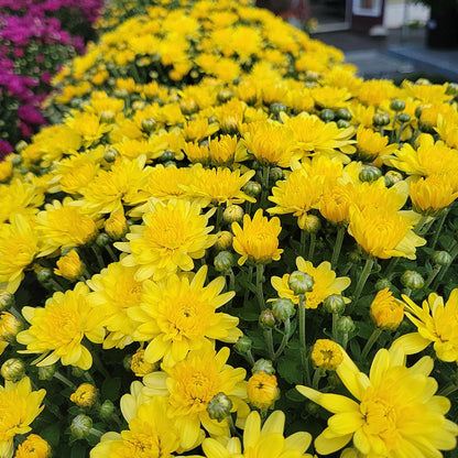 10" Mum