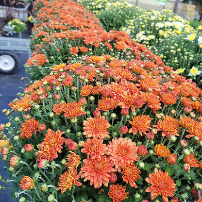 10" Mum