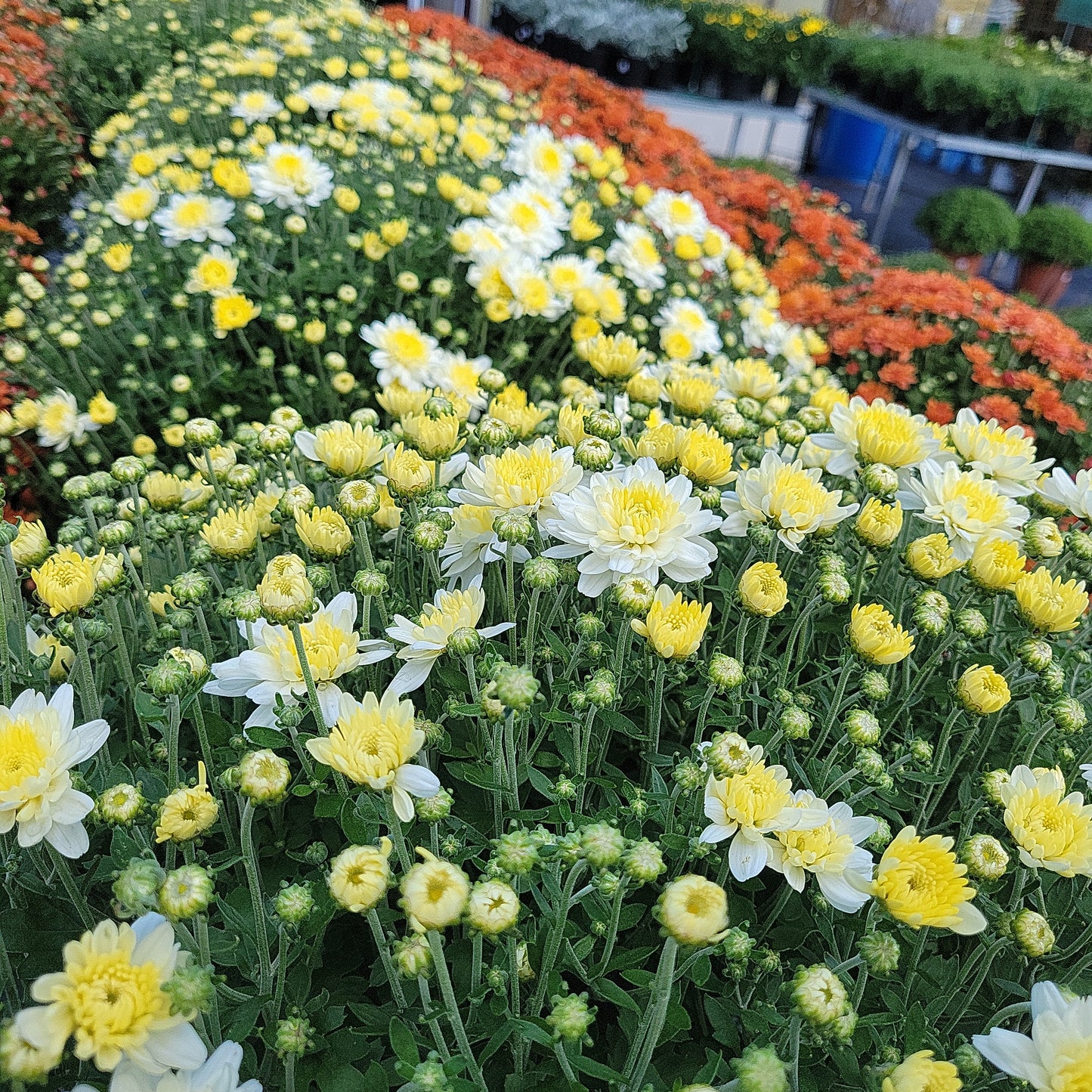 10" Mum