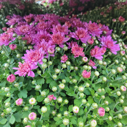 10" Mum