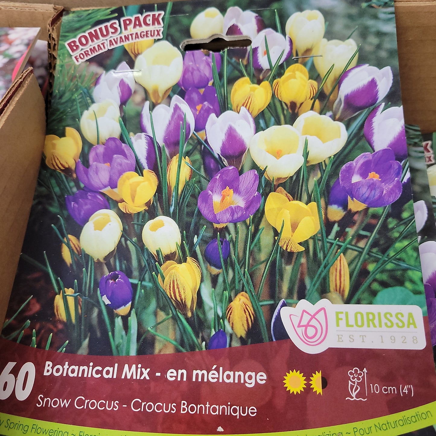 Snow Crocus Bulbs Mixed 60 Pack