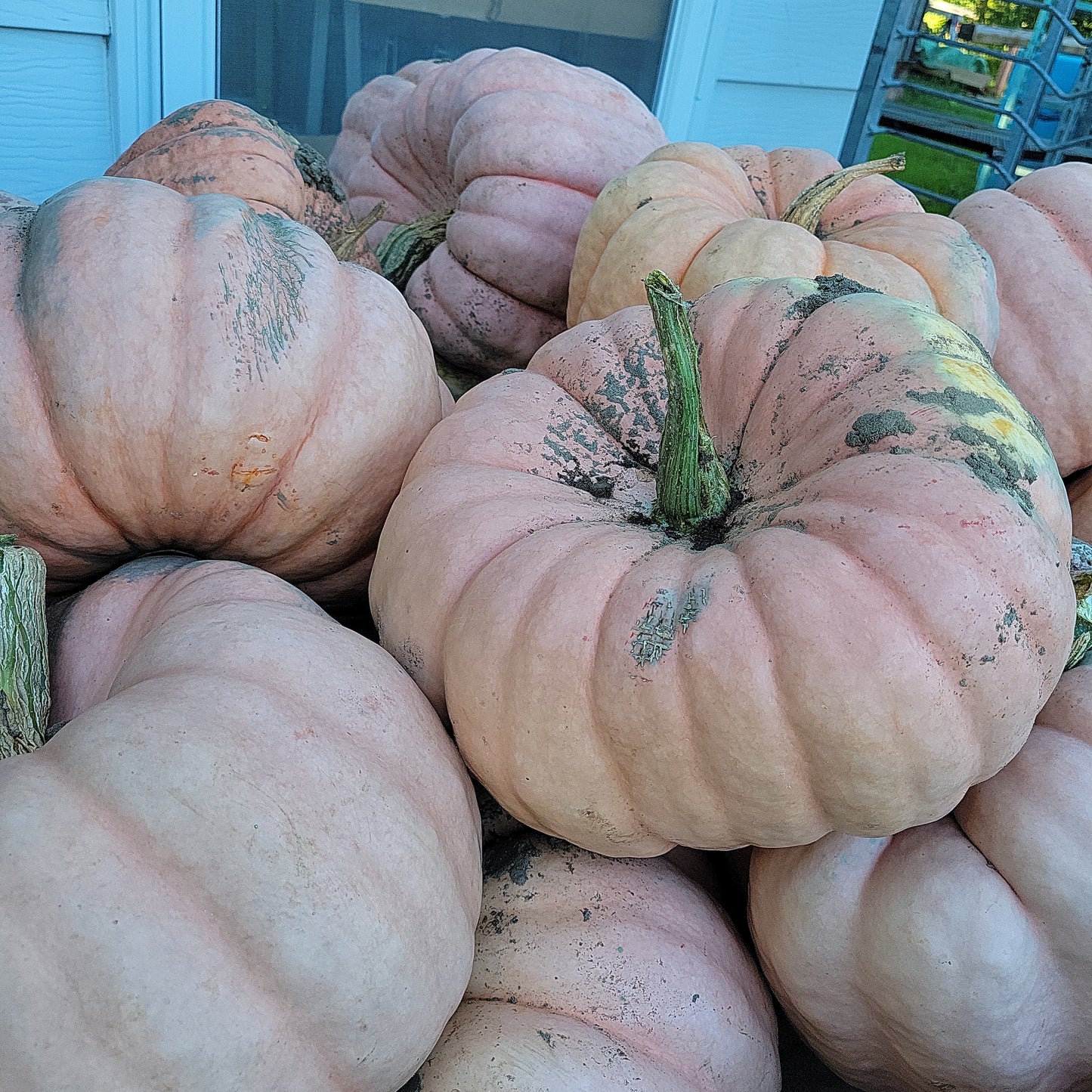 Specialty Pumpkins