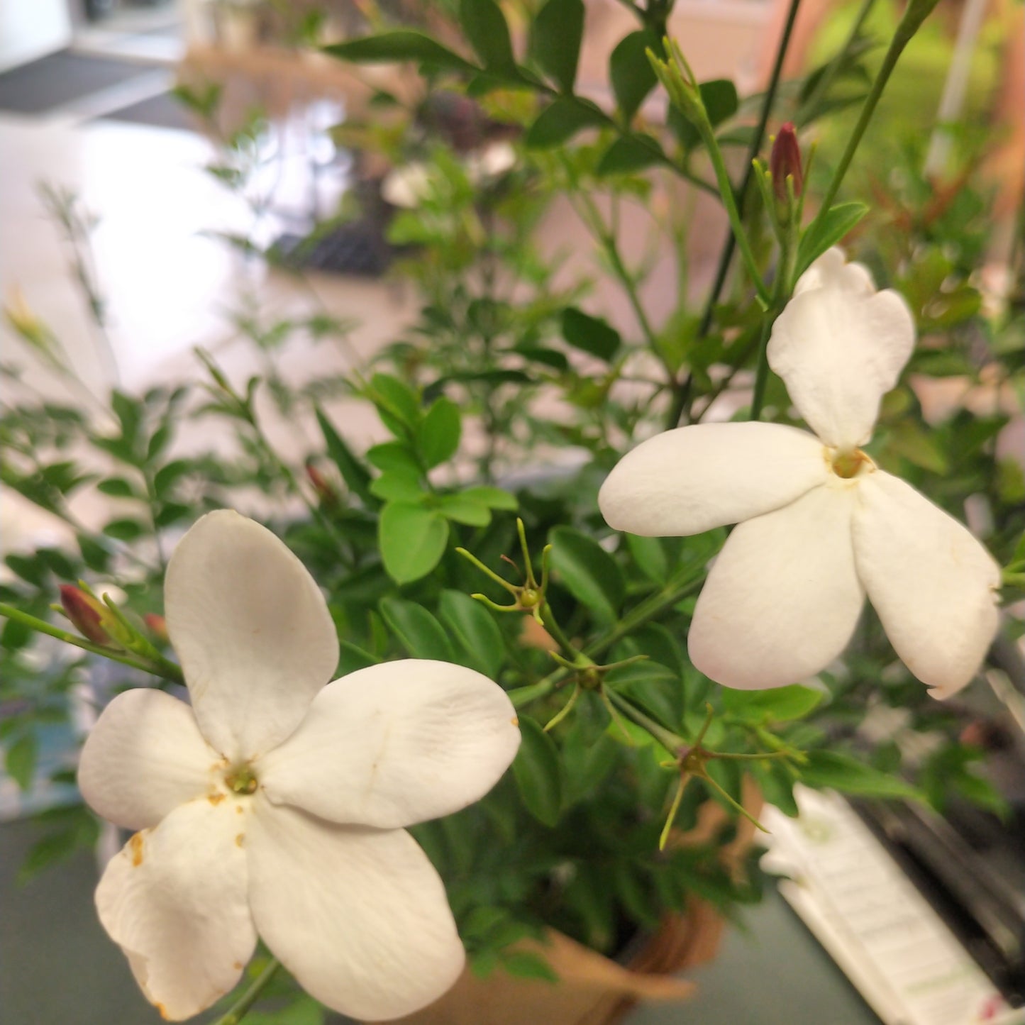 Potted Jasmine