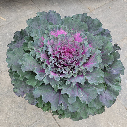 10"  Ornamental Kale Planter