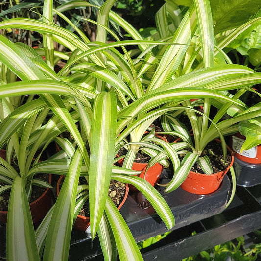 6" Spider Plant