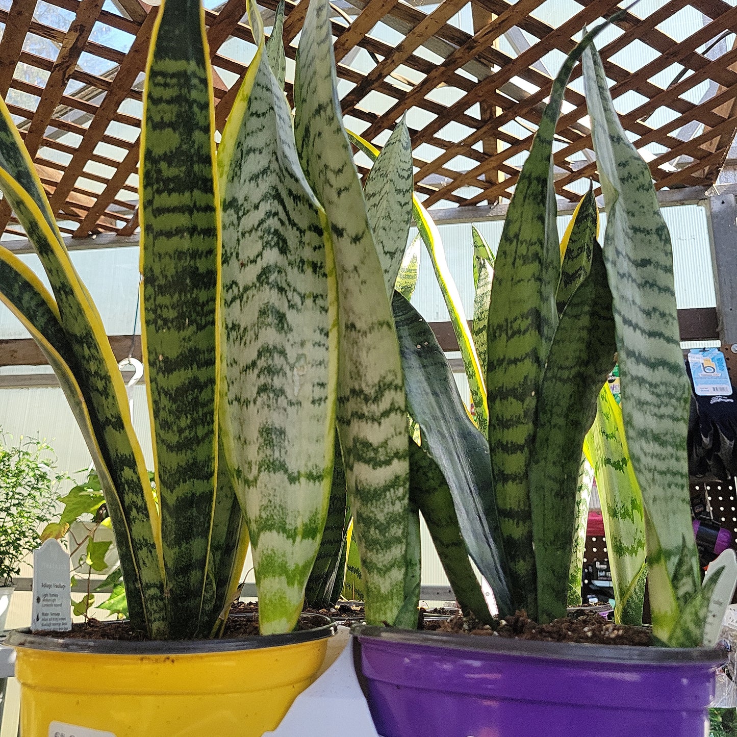 Snake Plant varieties