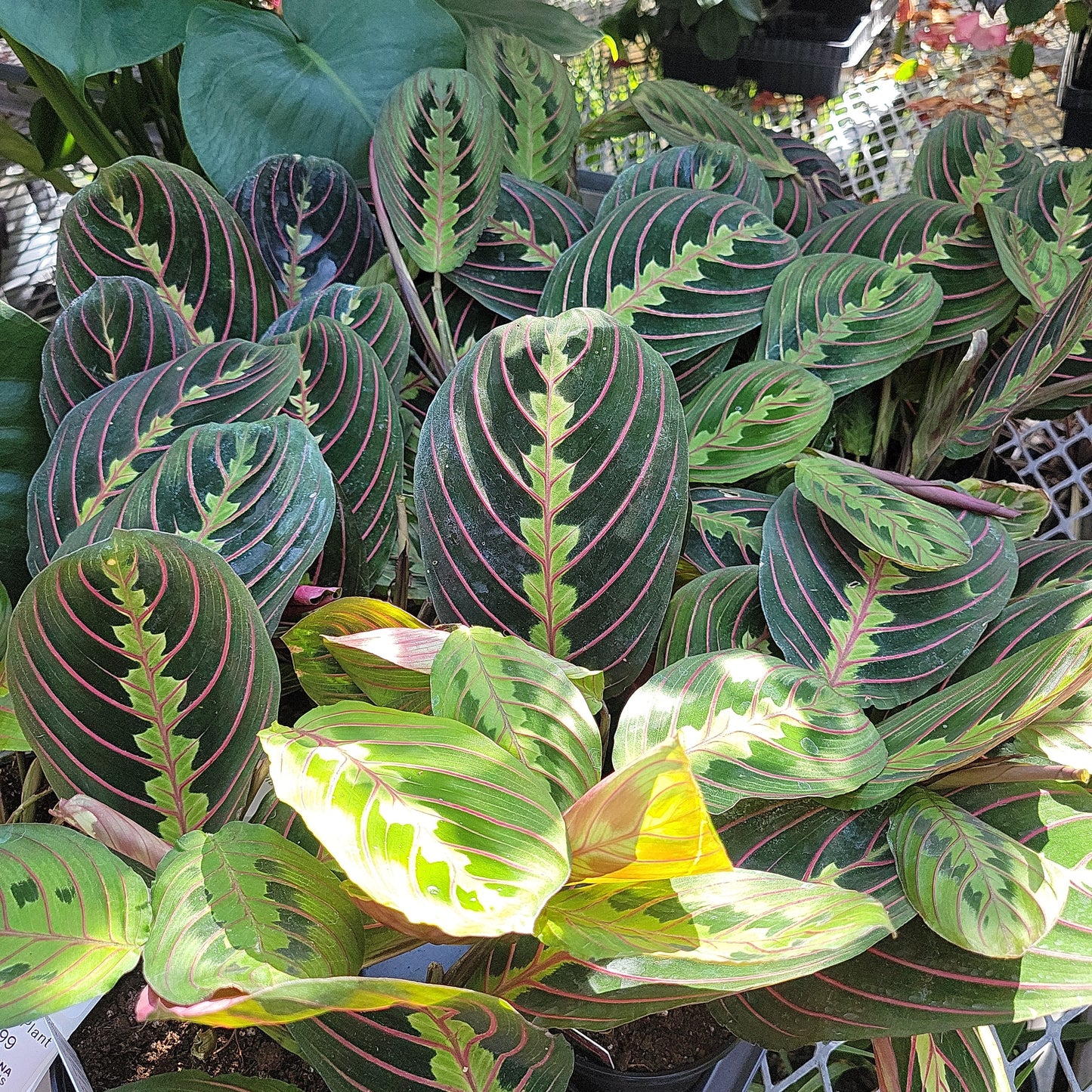 4" Prayer Plant