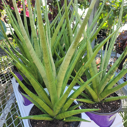 Snake Plant varieties